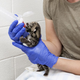 Illustration for article titled ZOMG BABY CLOUDED LEOPARDS!!! It Has Begun.